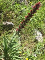 Pontechium maculatum