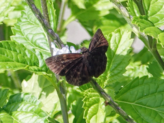 Pyrginae