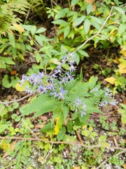 Symphyotrichum shortii