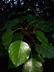 Araliaceae