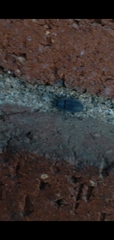 Blapstinus