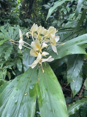 Hedychium flavescens