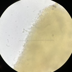 Rhodocybe