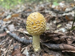 Amanita