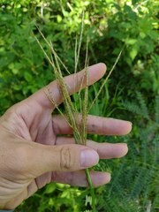Bothriochloa