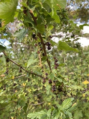 Ribes magellanicum