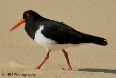 Haematopus longirostris