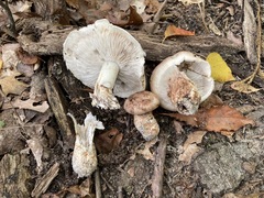 Tricholoma