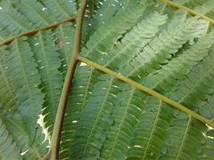 Cyathea