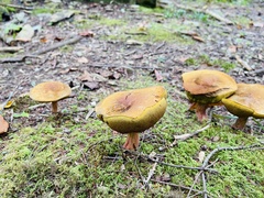 Cyanoboletus pulverulentus