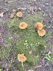 Cyanoboletus pulverulentus