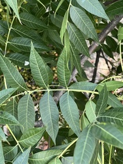 Pistacia chinensis