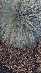 Aciphylla squarrosa