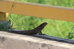 Ctenosaura pectinata