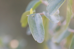 Celtis pallida