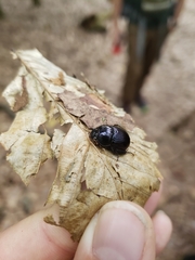 Geotrupes balyi