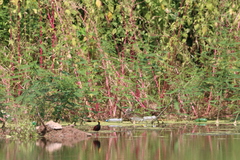 Jacana spinosa