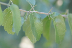 Celtis pallida