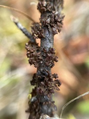 Tuckermanopsis sepincola