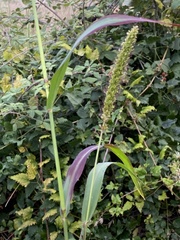 Setaria verticillata