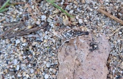 Cyphocleonus achates