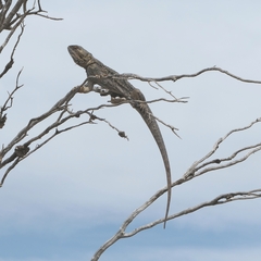 Agamidae