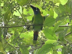 Aulacorhynchus prasinus