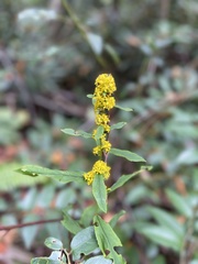 Solidago curtisii