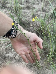 Croptilon divaricatum