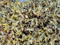 Fucus distichus