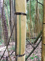 Phyllostachys sulphurea