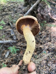 Chroogomphus tomentosus