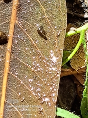 Potamopyrgus antipodarum