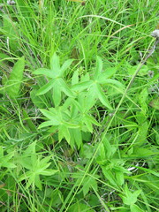 Anemonastrum dichotomum