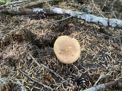 Chroogomphus tomentosus