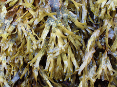 Fucus distichus