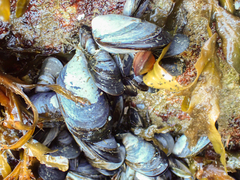 Mytilus trossulus