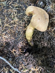 Chroogomphus tomentosus