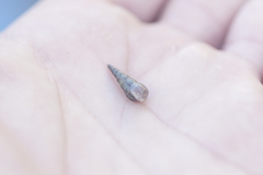 Melanoides tuberculata