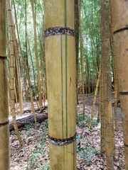 Phyllostachys sulphurea