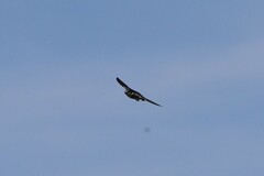 Tachycineta albilinea