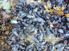 Mytilus trossulus