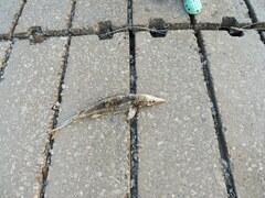 Scaphirhynchus platorynchus