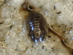 Gnorimosphaeroma oregonense