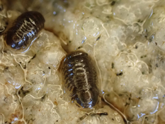 Gnorimosphaeroma oregonense