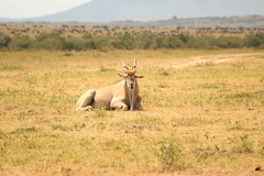 Tragelaphus oryx pattersonianus