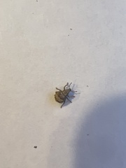 Pseudocneorhinus bifasciatus