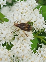 Harmostes fraterculus