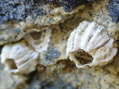 Balanus glandula