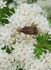 Harmostes fraterculus